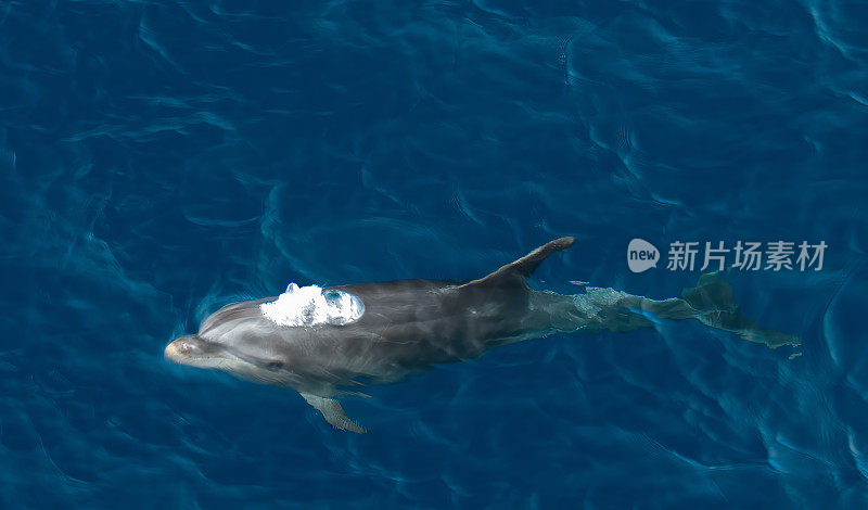 常见的宽吻海豚或大西洋宽吻海豚(Tursiops truncatus)是一种广泛分布的海豚科海洋哺乳动物。厄瓜多尔罗卡雷东多;加拉帕戈斯群岛;加拉帕戈斯群岛国家公园。游泳。